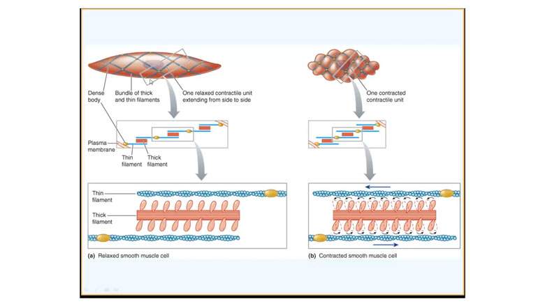 мужская сила мужская сила